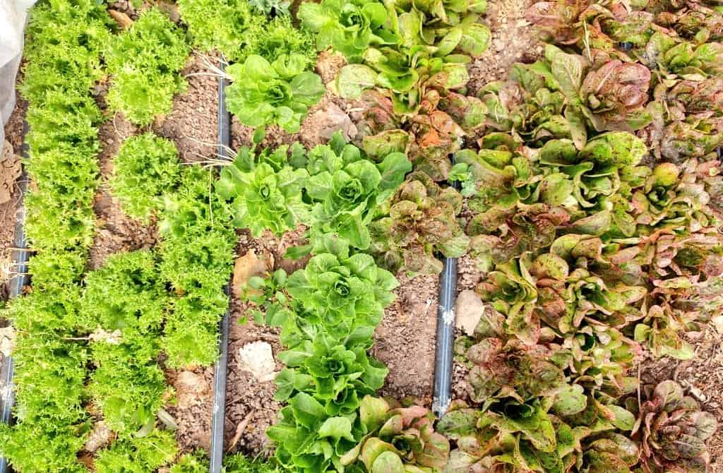 lettuce growing in rows at ojo farm in ojo caliente new mexico